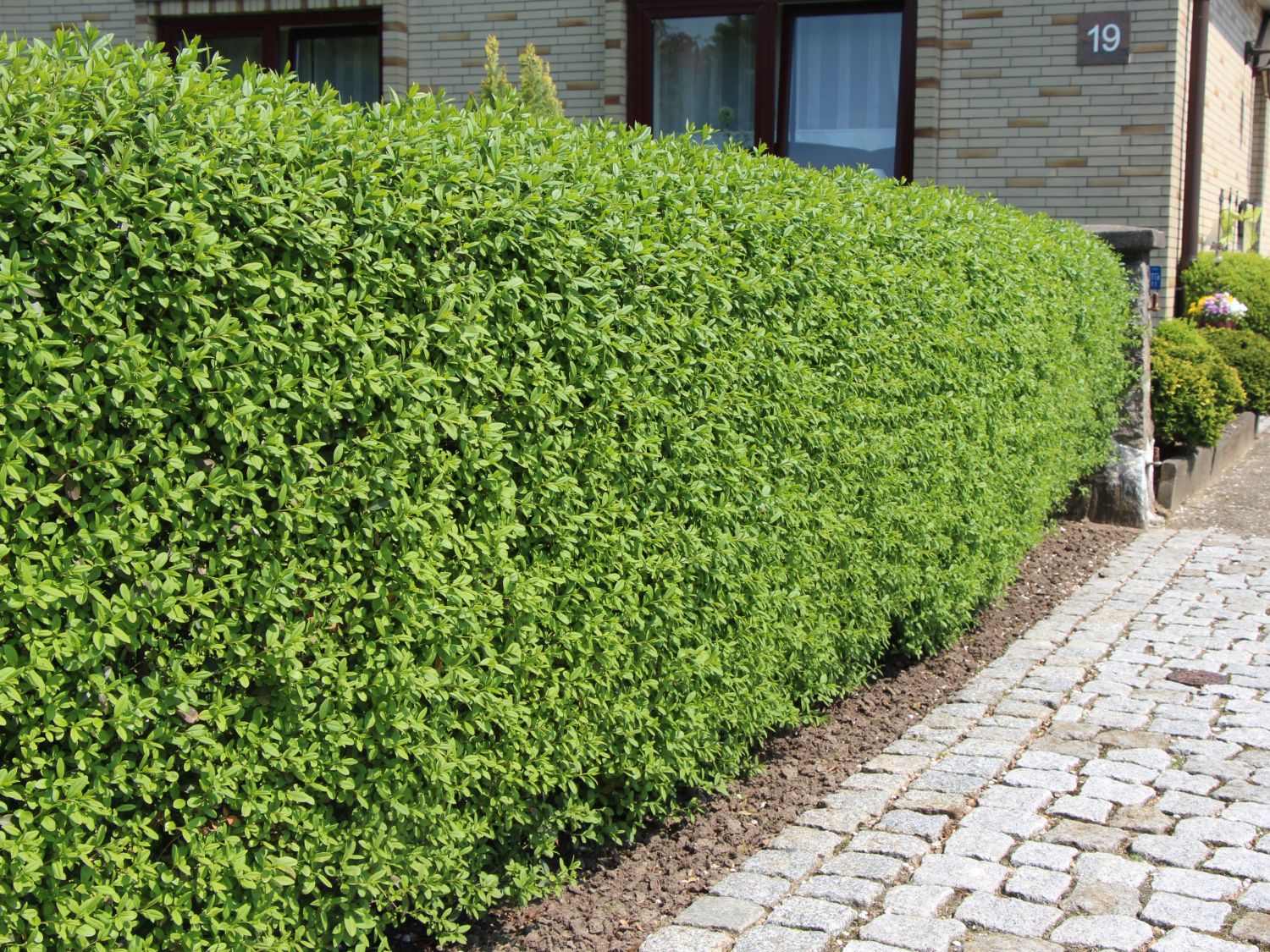 Ligusterhecke: Der Vielseitige Klassiker für Ihren Garten